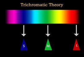 our-color-vision-depends-red-green-blue-trichromatic