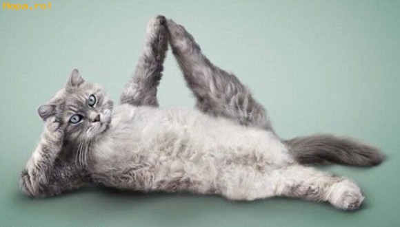 cat-stretching-out-lovely