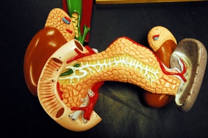 pancreas-in-front-liver-in background