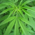 RENOVATING-YOUR-MIND-marijuana-plant