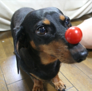 dachshund-has-developed-talent-of-berry-balancing-meet-cocoa-and-the-tomato